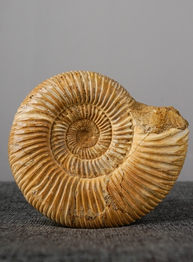 新品天然海星贝壳化石原石装饰桌B面摆件菊石收藏酒柜装饰品摆件