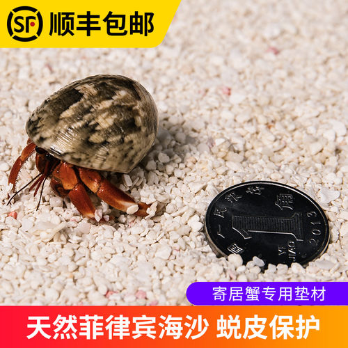 速发原居蟹专用沙~垫材白沙珊瑚沙菲律沙沙子砂寄生贝壳宾免洗