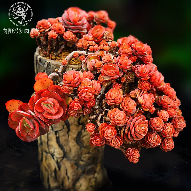 小叶秀妍研老桩多肉植q物一物一拍包邮红色大株盆栽向阳派园艺