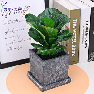 大叶琴叶榕 盆栽k大苗ins风四季常绿色琴叶橡皮树绿植室内小琴叶