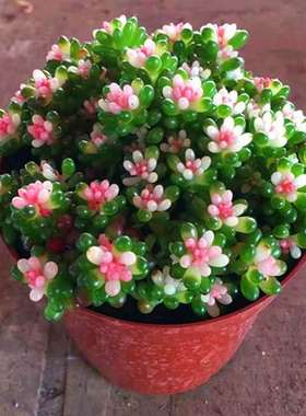 多肉植物彩色浆果粉色稀有小贵货罕见盆栽室内阳台好养