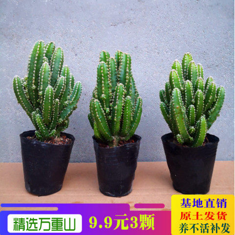 现货速发多肉重山小盆栽绿植花苗多肉组合仙人掌植物办公室桌面喜