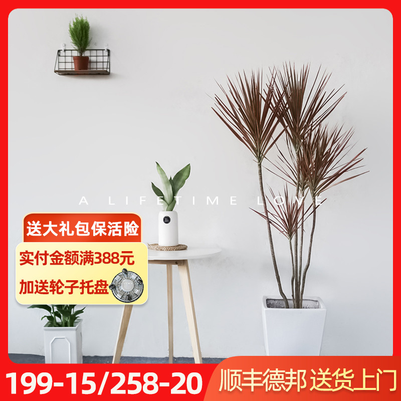 千年木盆栽马尾铁七彩铁s绿植室内客厅大型高雅摆设植物三色龙血