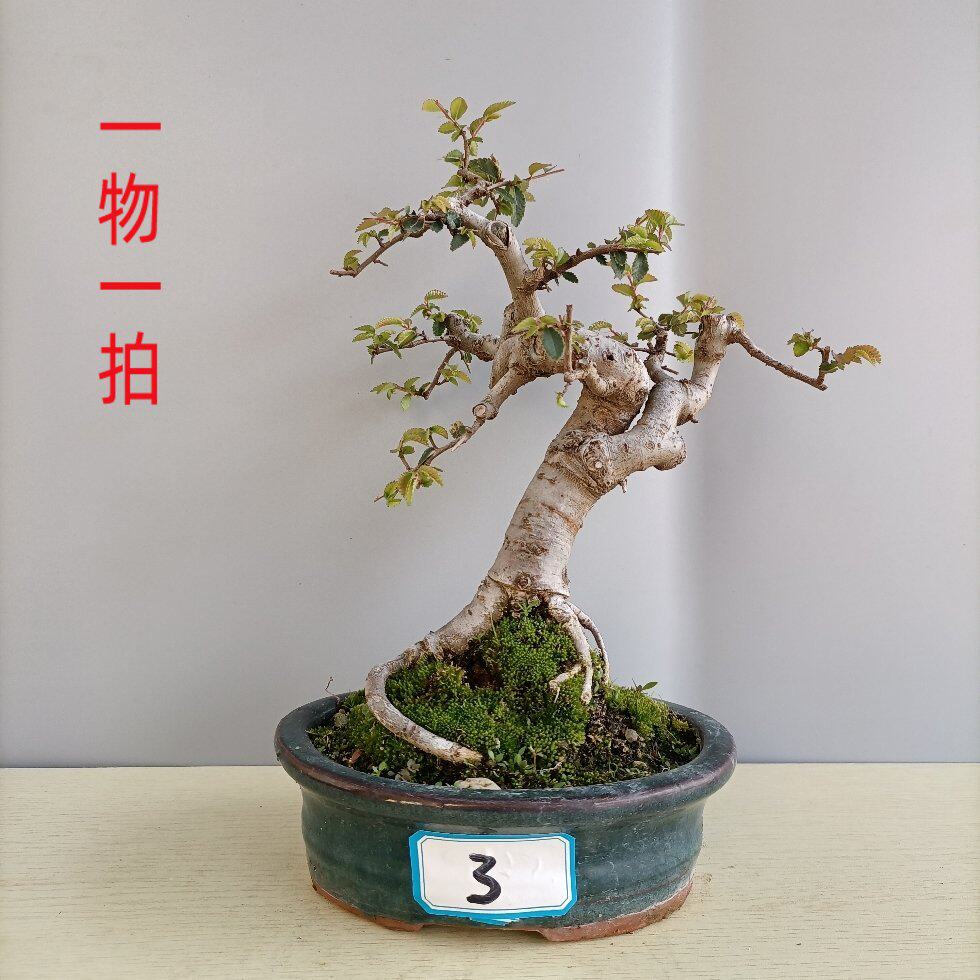 热销榆树老桩微型盆景岭南树桩迷你四季常青阳台趣味清新盆栽精品