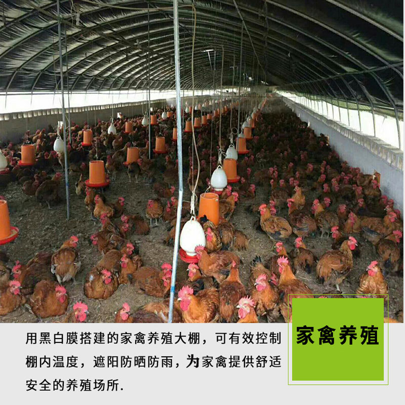 热销养殖黑白膜养殖大棚黑白隔热膜大棚膜透明加厚无滴膜反光膜塑