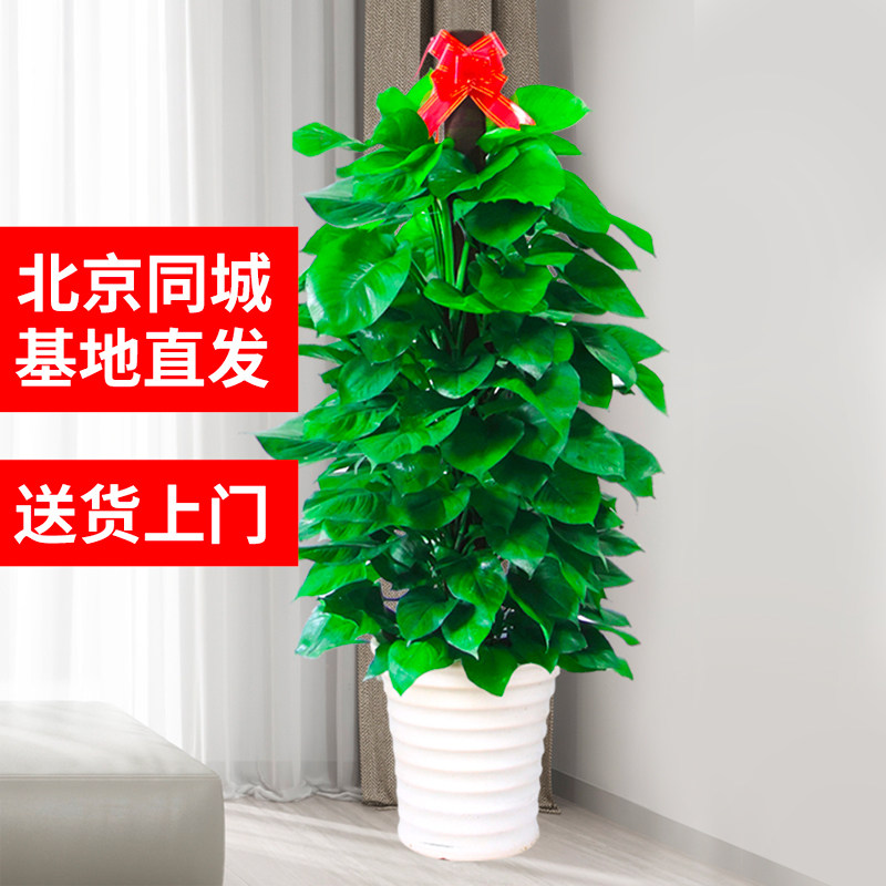 北京大绿萝盆栽绿植物o绿箩大叶除甲醛花卉办公室内大型客厅发财