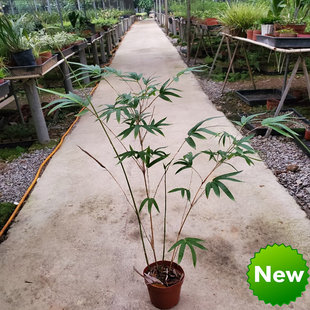 小琴丝竹 文人竹苗板桥竹杆子有竖纹阳台书房窗台室内绿植观赏竹