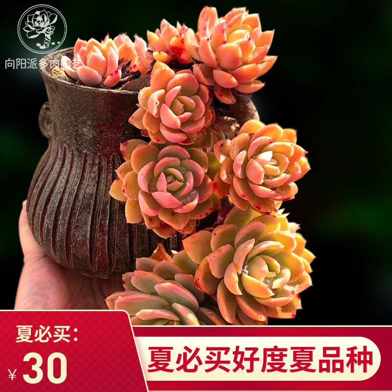 丝绸面纱红鹤多肉植物老桩群生一物一拍悬崖桩向阳派多肉园艺