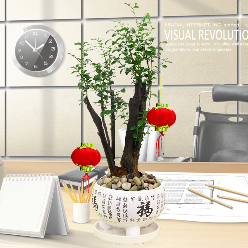 小叶紫檀盆景树桩客厅室内外花小叶紫檀盆栽植物常青花卉盆景