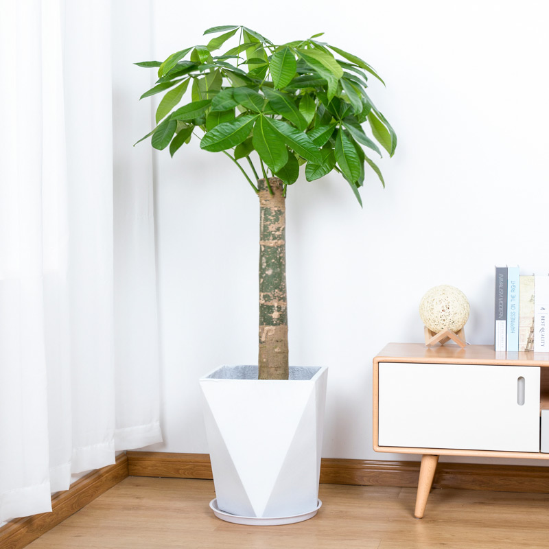 单杆发财树盆栽植物室内客厅绿植粗杆大型发财树植物开业乔迁送礼