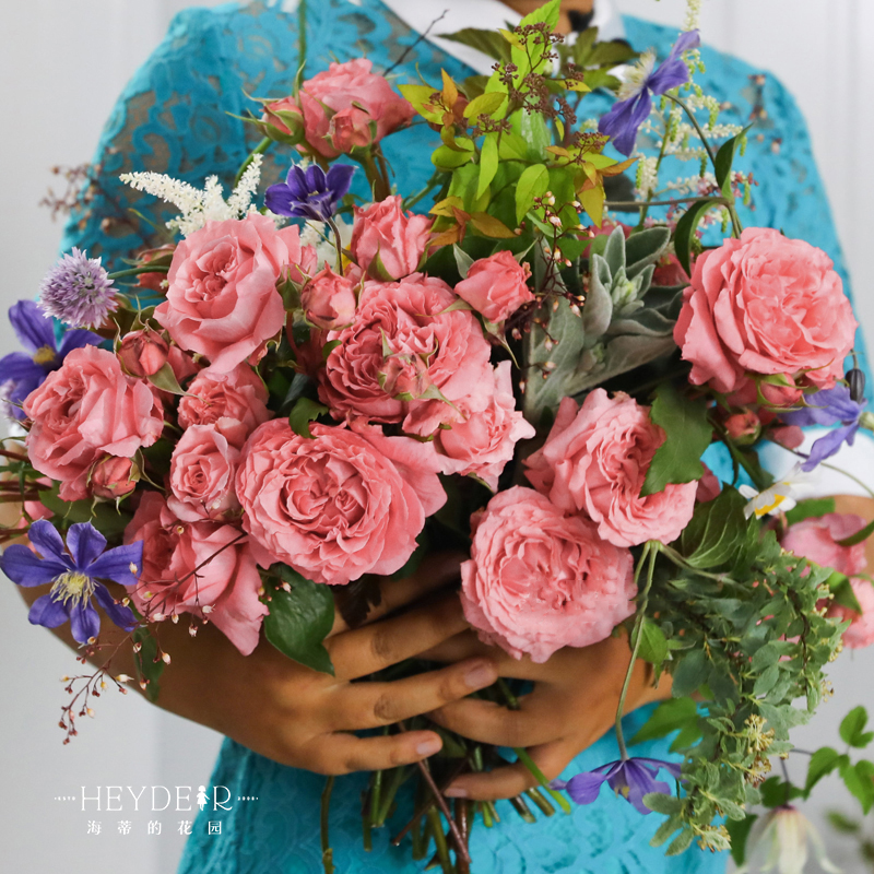 海蒂的花园海妈家珊瑚果冻莫里斯等勤花月季阳台庭院花卉植物盆栽