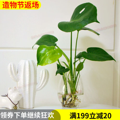 水培龟背竹盆栽室内桌面绿植花卉盆景植物小清P新四季常青净化空