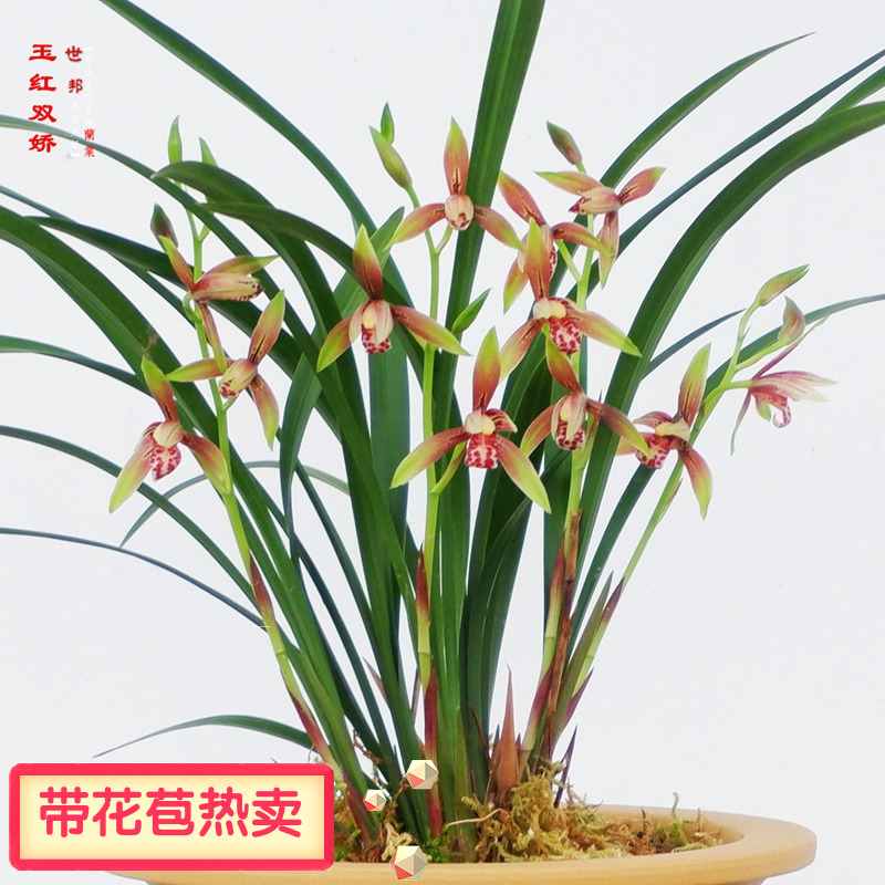 浓香双色逸玉红双娇细叶四季建兰花草苗小国魂卉盆栽阳台茶几好养