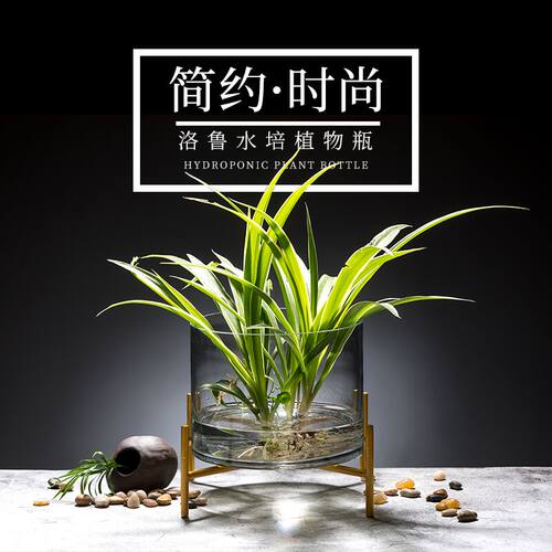 水培植物玻璃花瓶圆形玻璃鱼缸富贵竹绿萝简约水培花盆创意鱼缸