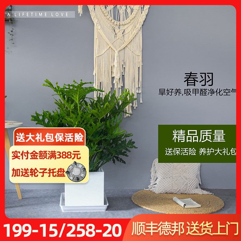 春羽盆栽春雨龙鳞室内室书房型观叶绿植净化空气植物