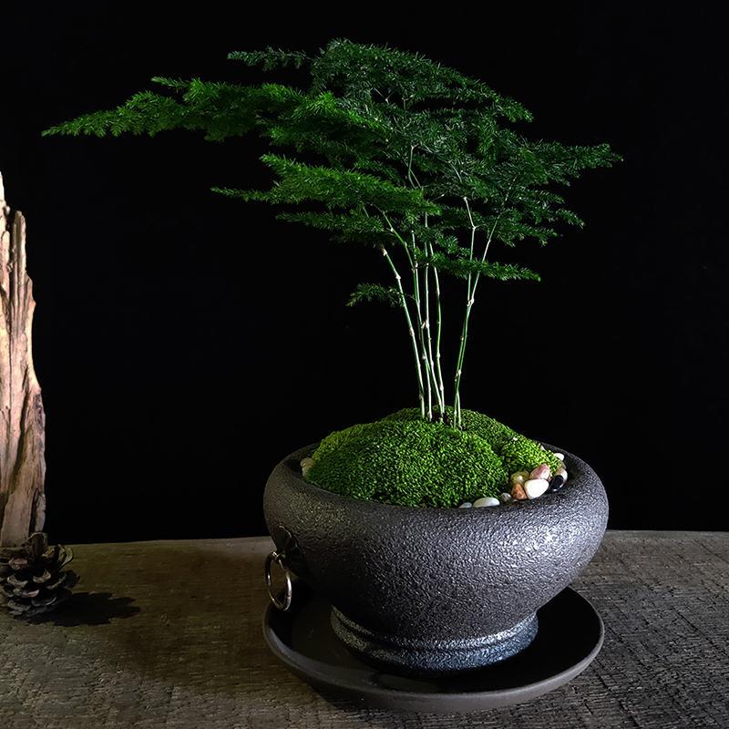 创意绿植小盆栽室内花卉植物澳洲杉黄杨文竹办公桌苔藓微景观盆景