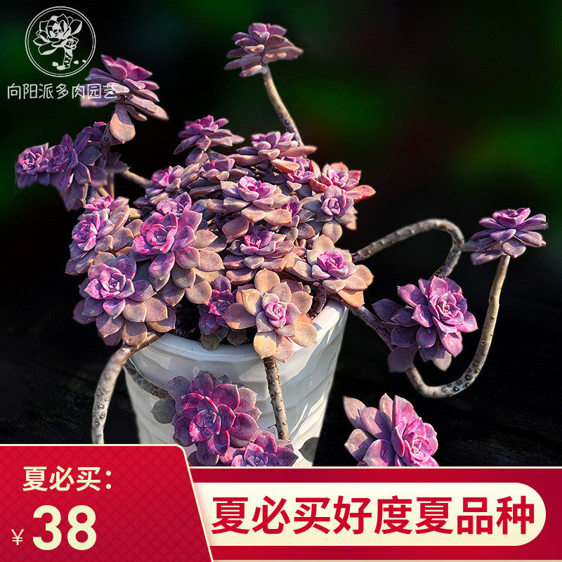 紫乐易度夏好养大老桩悬崖造型朵朵一物一拍多肉植物群生向阳派图片