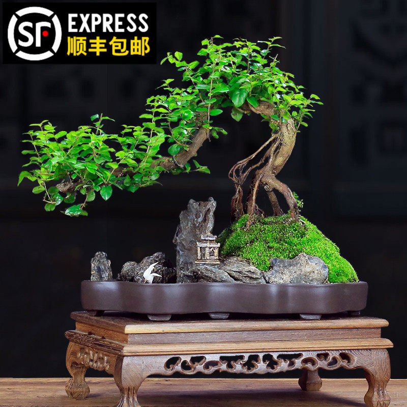 小叶雀梅盆景树桩造型盆景植物老桩室内绿植盆栽四季常青