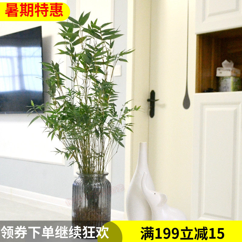 水培植物米竹室内盆栽小型凤尾竹盆景桌面绿植微盆景竹子苗观赏竹