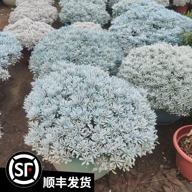 大芙蓉菊盆栽阳台花卉花园庭院花境花苗绿化工程造景植物银叶菊花
