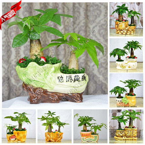发财树盆景绿植阳台花卉盆栽室内室辐射吸甲醛植物
