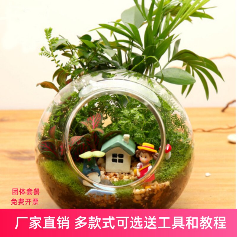 透明高硼硅双斜口玻璃瓶 创意多肉景观瓶 微观DIY盆栽生态瓶子