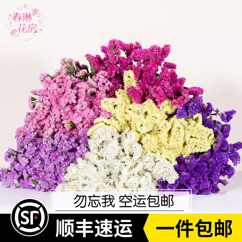 【春琳花房】新鲜勿忘我鲜花配花可干花家庭室插花