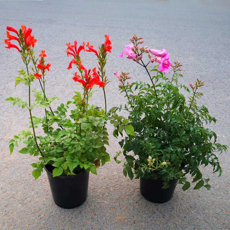 粉色凌霄花苗爬藤植物老盆栽好养攀援花卉阳台藤本炮仗花喇叭花