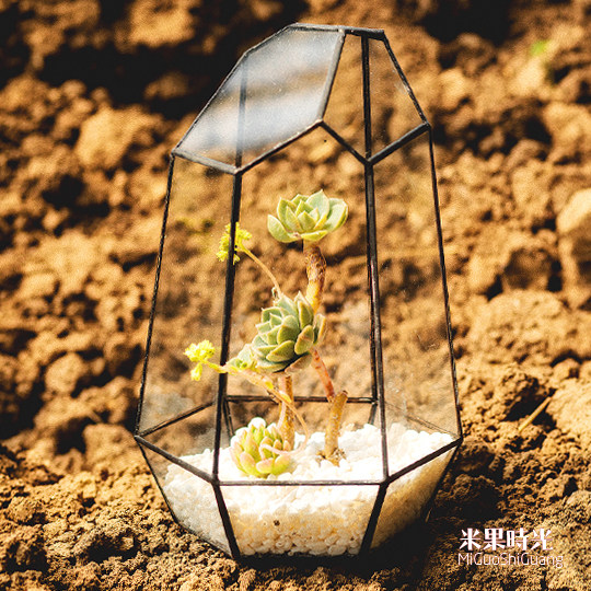 米果永生花 多肉植物玻璃花房 微景观晶石花器 创意花盆容器