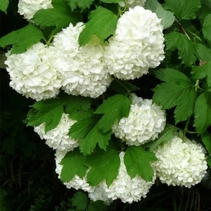 裸心花园欧洲木绣球玫瑰盆栽苗进口树苗木本树绣球花苗花卉植物