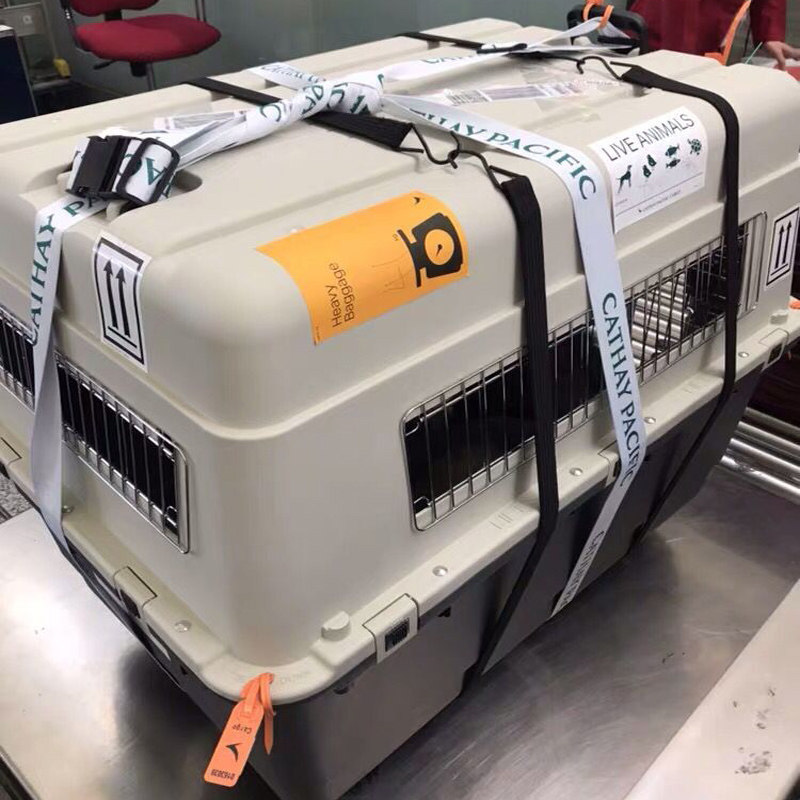 宠物航空箱猫狗大型犬旅行箱飞机托运国际标准空运国航外出猫笼子
