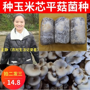 平菇菌种玉米芯种植平菇栽培三级种1包大包食用菌盆栽喷水出菇