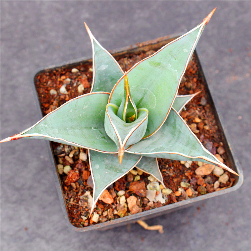 步行者虎皮兰 冷门稀缺多肉植物小盆栽 珍藏品龙舌兰科硬叶大花卉