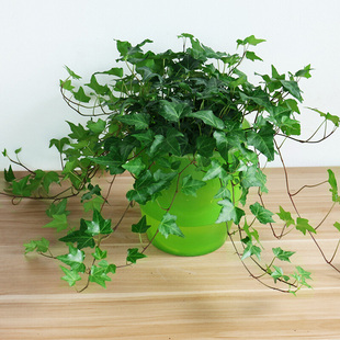 常春藤吊兰四季 新房植物盆栽常青藤长春藤家养绿植室内垂吊好养