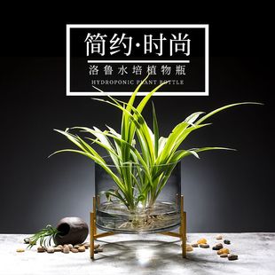 水培植物玻璃花瓶圆形玻璃鱼缸富贵竹绿萝水培花盆创意鱼缸