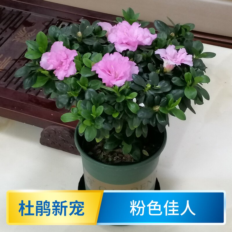 比利时西洋稀有水粉色杜鹃花盆栽室内绿植盆栽四季开花带花苞粉色