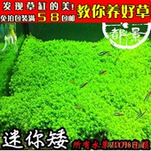 趴地珍珠 爬地珍珠 珍珠水草 迷你矮珍珠水草 水族水草