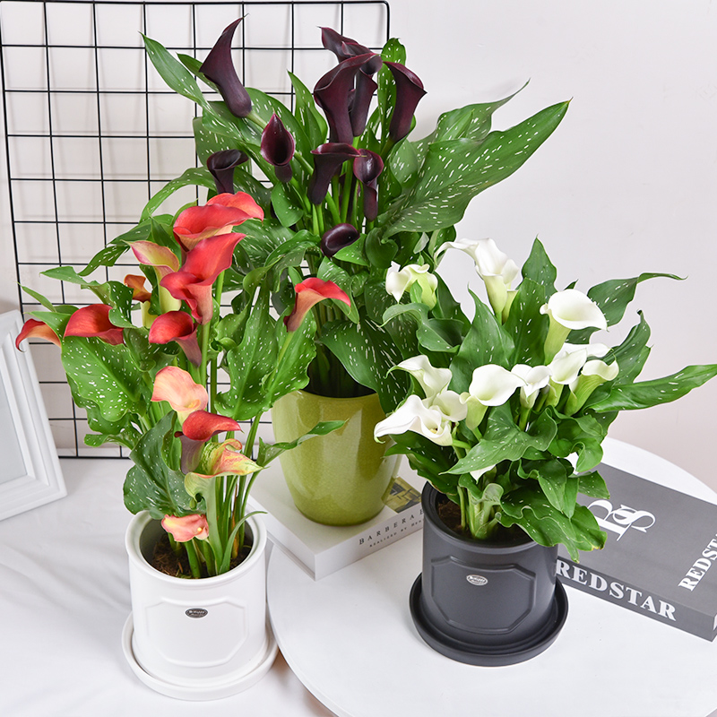 彩色马蹄莲盆栽带花盆栽好发货室内阳台庭院四季开花绿植花卉好养