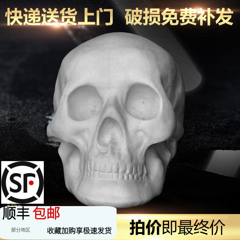 人物石膏头骨骷髅模型石膏像石膏教具几何体石膏像人像石膏静物