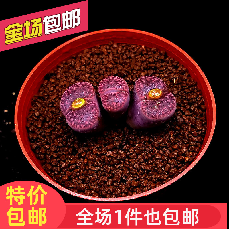 七彩花苑多肉植物潘杏科生石花紫柘榴C393A屁股花石头花石生花