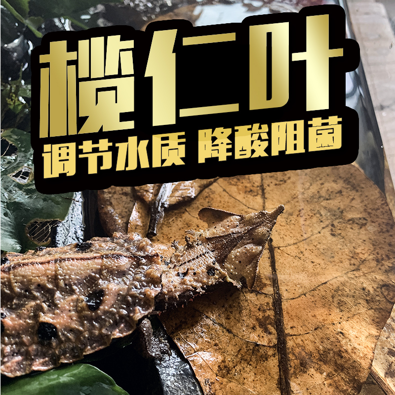 天然榄仁叶橄榄叶乌龟鱼缸水族龙鱼改善水质降酸降ph懒人叶10片装