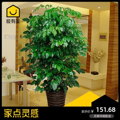 绿宝幸福树招财盆栽大型树桩多杆客厅室内观叶乔迁无锡绿植物同城