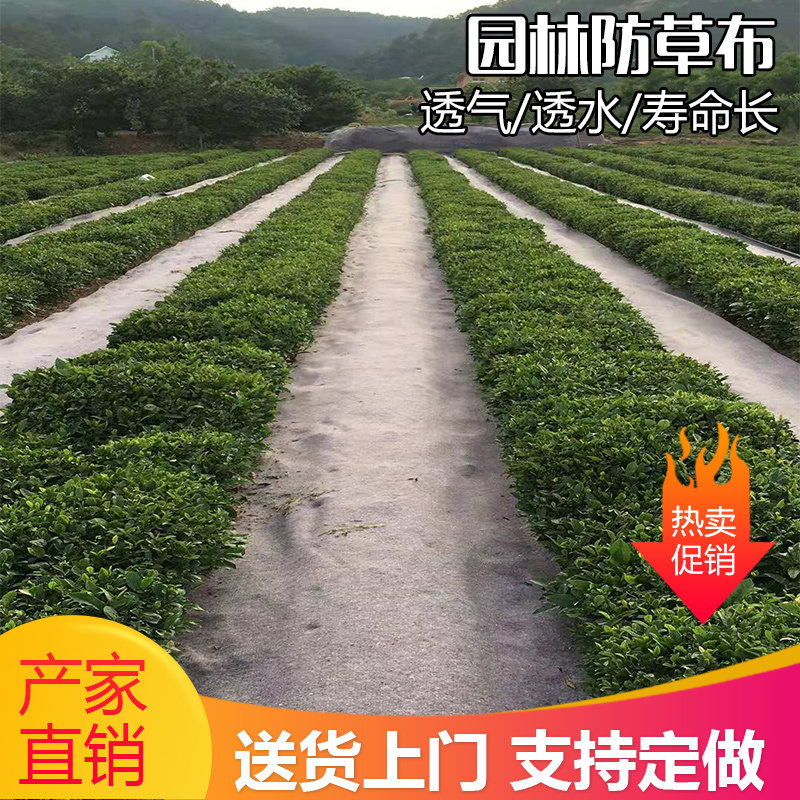 防草布除草地布园林抑草农用抗老化除草布地钉滴灌保水不长草厂家