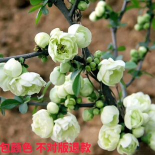 【绿宝石】绿色海棠花苗花卉盆栽盆景室内客厅绿植物花卉观花阳台