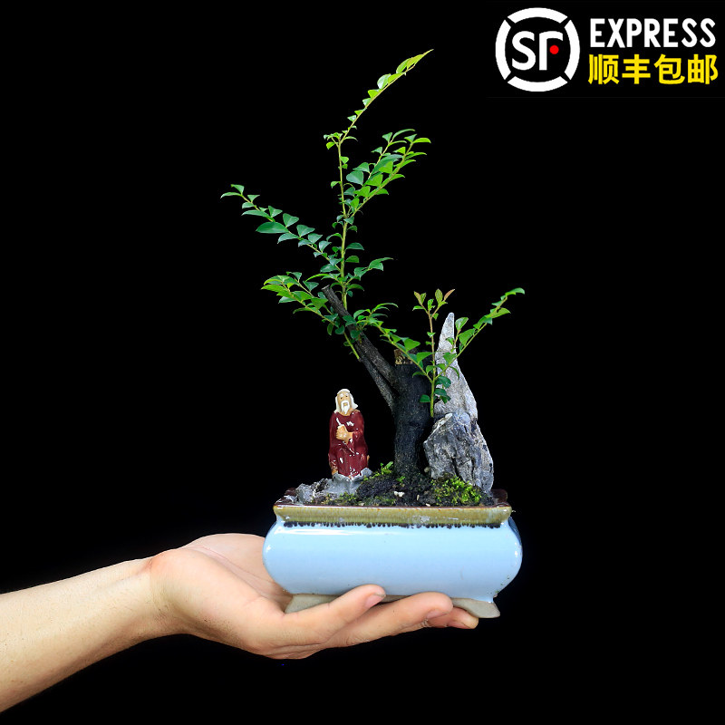 小叶紫檀盆景树桩老桩植物镇宅室内办公室绿植黑骨茶桌面盆栽好养