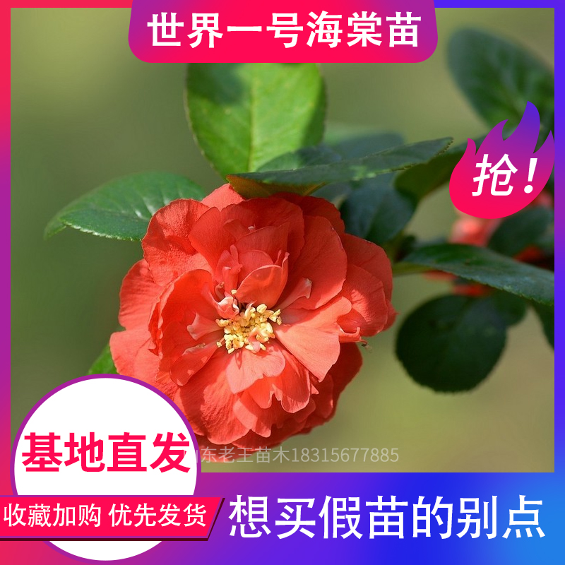 山东老王苗木 世界一海棠红梅腊梅绿树苗盆景盆栽室内带花苞