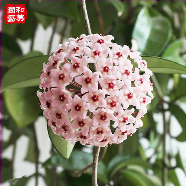 球兰盆栽雪梅花绣球花 室内半阴花卉爬藤球兰 多年生球兰大苗包邮
