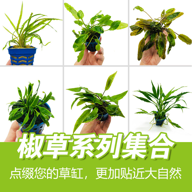 鱼缸造景水草绿温蒂椒草 迷你青椒 咖啡椒小红椒活体水草植物包邮