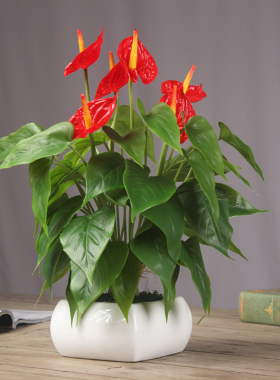 红掌胶花高品质盆花假花仿真花 客厅 室内茶几摆件套Y装卧室摆设