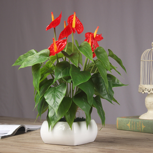 红掌胶花高品质盆花假花仿真花 客厅 室内茶几摆件套Y装卧室摆设